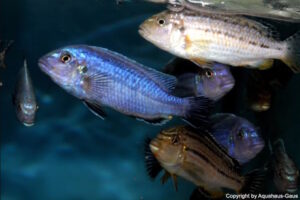 Melanochromis dialeptos 'Masinje'
